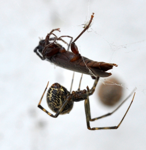 Linyphiidae? No. Theridiidae; forse Prasteatoda tepidariorum